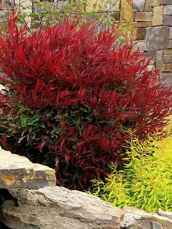 Burgundy Wine Nandina