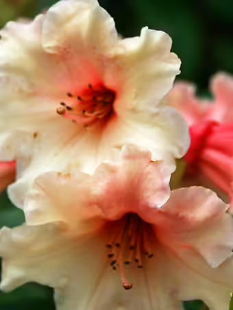 CIS Rhododendron