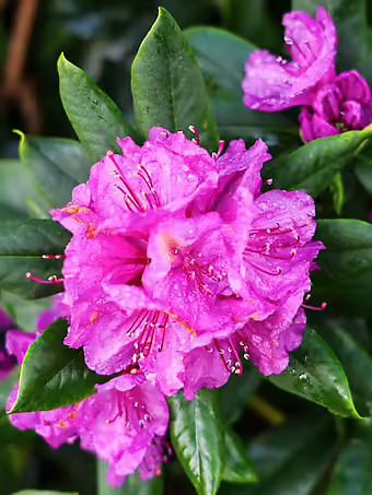 Catawba Rhododendron