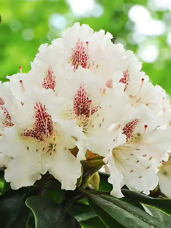 Cunningham's White Rhododendron