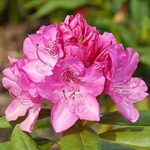 Ignatius Sargent Rhododendron