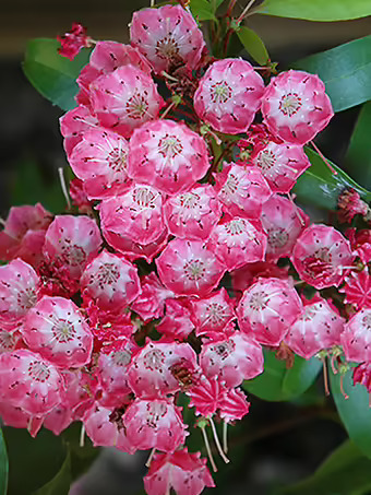 Pink Charm Mountain Laurel