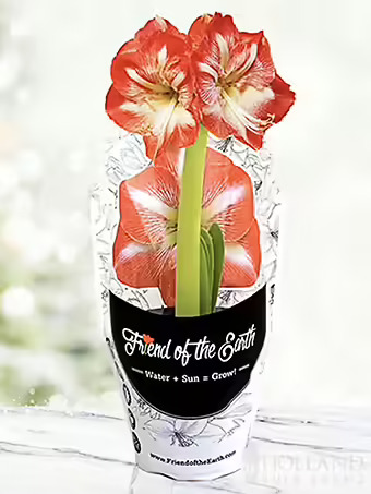 Potted Minerva Amaryllis Bulb