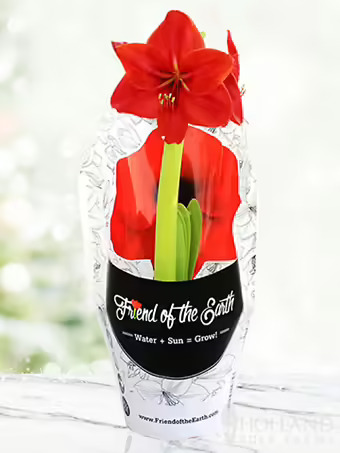 Pre-Potted Red Lion Amaryllis