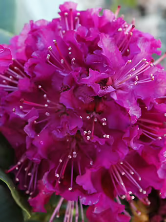 Purpureum Grandiflorum Rhododendron