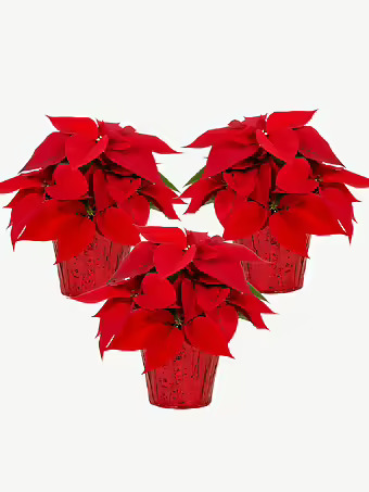 Red Holiday Poinsettia 3-Pack