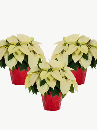 White Holiday Poinsettia 3-Pack