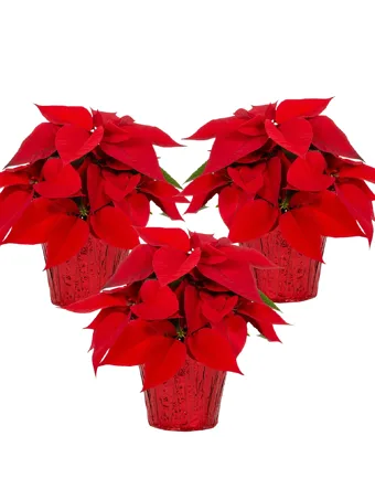 Red Holiday Poinsettia 3-Pack