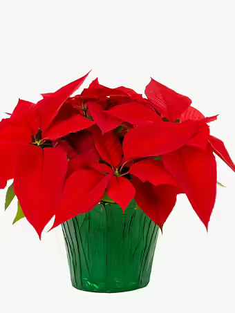 Red Holiday Poinsettia