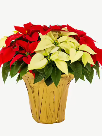 Red and White Holiday Poinsettia