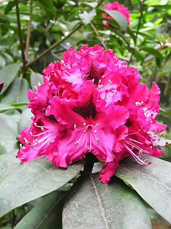 Sefton Rhododendron