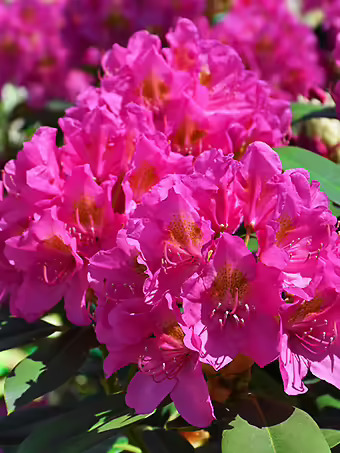 Spring Dawn Rhododendron