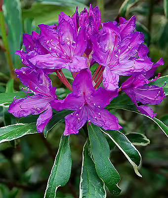 Silver Edge Rhododendron