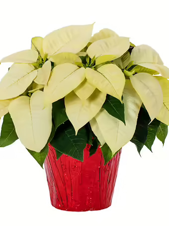 Holiday Poinsettia