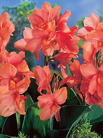 Apricot Frost Canna Lily Bulbs