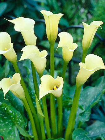 Black Eyed Lady Calla Lily Bulbs