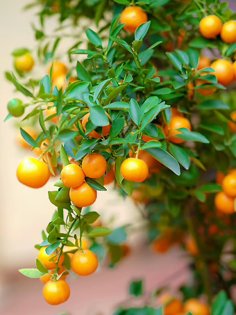 California Honey Mandarin Tree