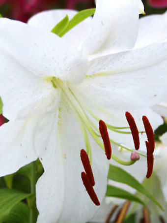 Casa Blanca Oriental Lily Bulbs