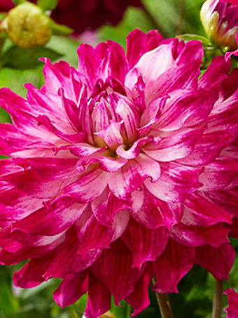 Cloudy Sky Dahlia Bulbs