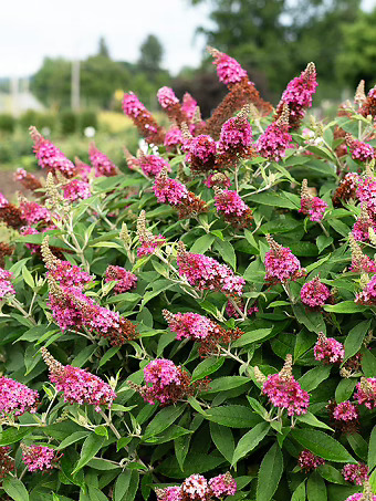 Dapper® Pink Butterfly Bush