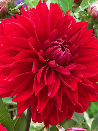 Deutschland Dahlia Bulbs