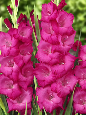 Fidelo Gladiolus Bulbs