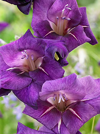 Flirty Gladiolus Bulbs