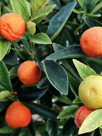 Fukushu Kumquat Tree