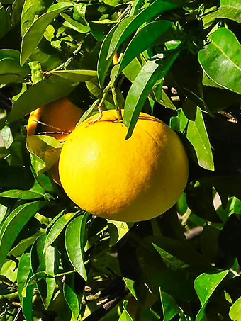 Genoa Lemon Tree