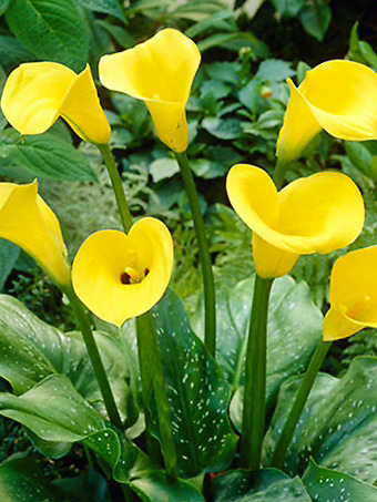 Golden Star Calla Lily Bulbs