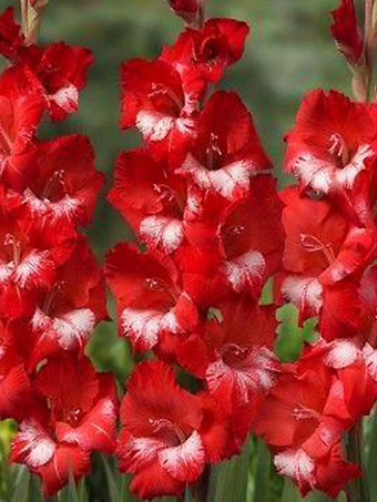 Helvetia Gladiolus Bulbs