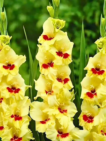 Jester Gladiolus Bulbs