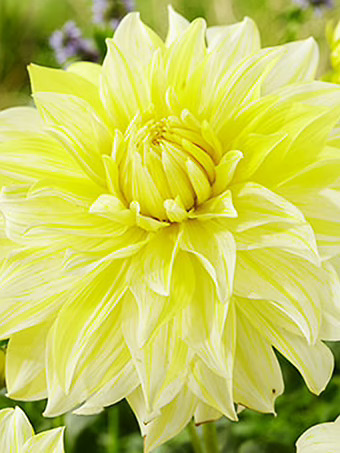 La Luna Dahlia Bulbs