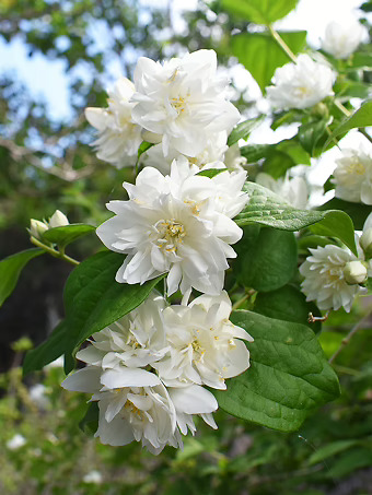 Minnesota Snowflake Mock Orange