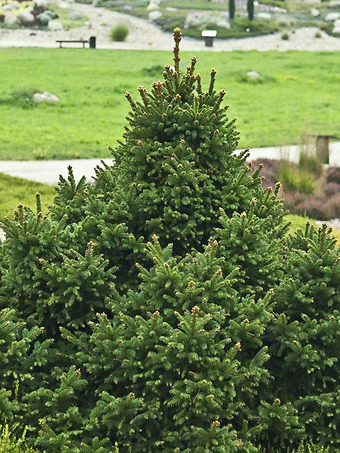 Ohlendorf Norway Spruce