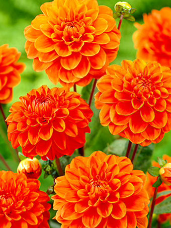 Orange Nugget Dahlia Bulbs