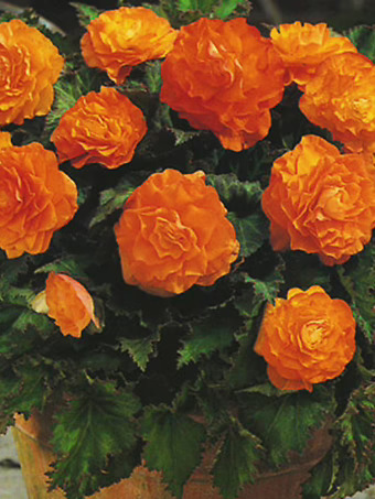 Orange Double Begonia Bulbs