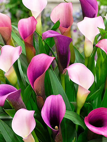 Pasja Calla Lily Bulbs