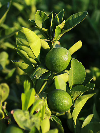 Persian 'Bearss' Lime Tree