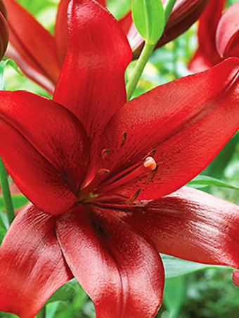 Red Velvet Asiatic Lily Bulbs