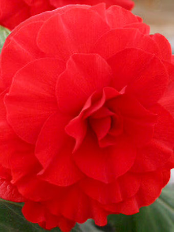 Red Double Begonia Bulbs