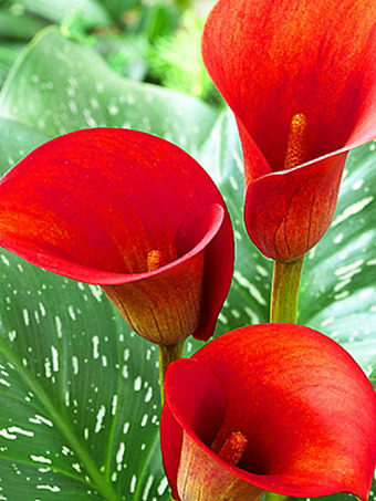 Red Alert Calla Lily Bulbs