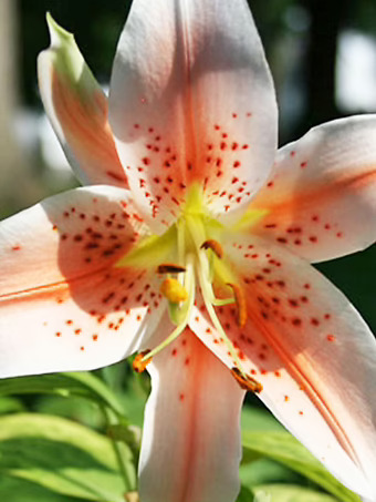 Salmon Party Oriental Lily Bulbs