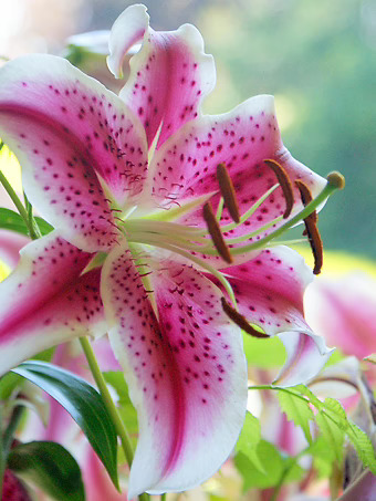 Stargazer Oriental Lily Bulbs