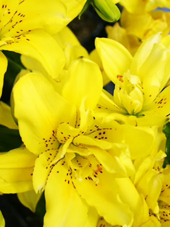 Sundew Double Asiatic Lily Bulbs