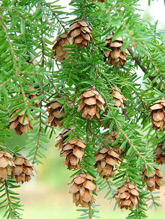 Western Hemlock