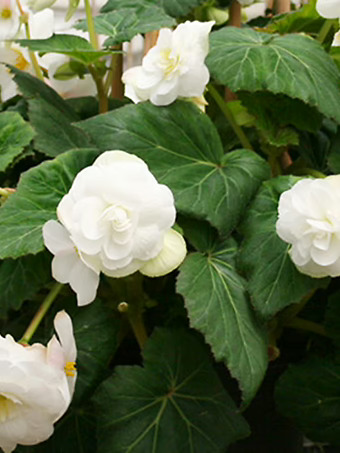 White Double Begonia Bulbs