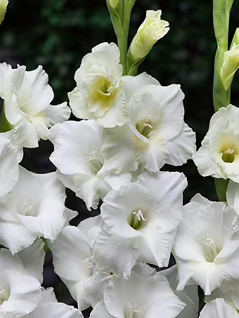 White Prosperity Gladiolus Bulbs