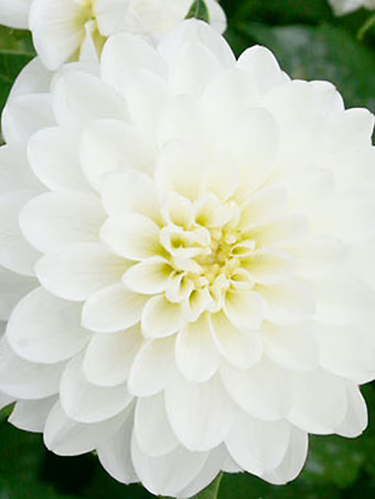 Wittem Dahlia Bulbs