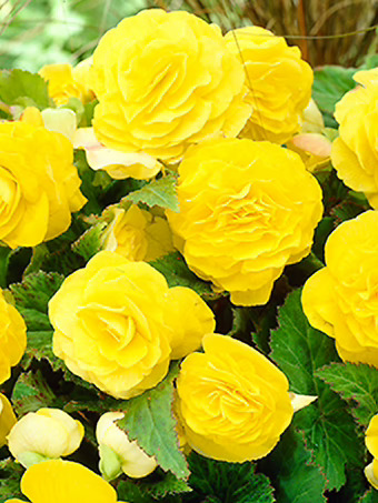 Yellow Double Begonia Bulbs